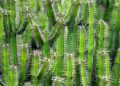 Will Germany’s Drought Send Food Prices Skyrocketing?