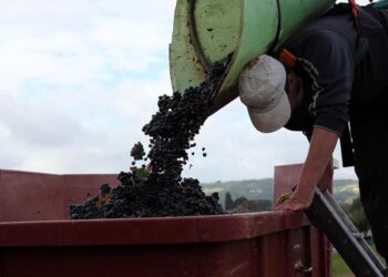 Embark on a Culinary Adventure Through Beaujolais: From Michelin Stars to Hidden Treasures!