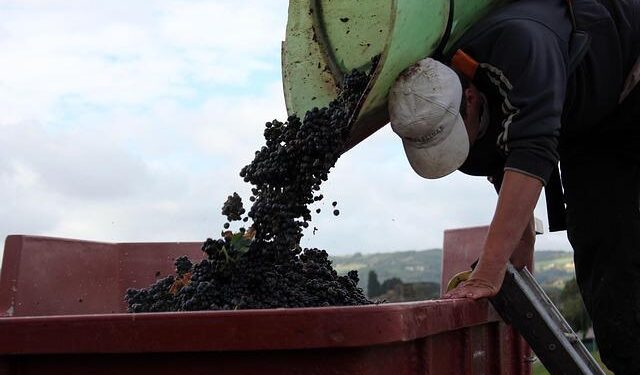 Embark on a Culinary Adventure Through Beaujolais: From Michelin Stars to Hidden Treasures!