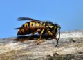 Spanish Hornet Destroys Drone in Dramatic Showdown Over Romania!