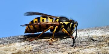 Spanish Hornet Destroys Drone in Dramatic Showdown Over Romania!