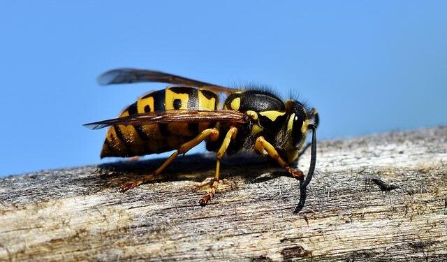 Spanish Hornet Destroys Drone in Dramatic Showdown Over Romania!