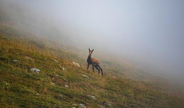 The Mysterious Vanishing of Princess Kalina: A Royal Life Shrouded in Intrigue