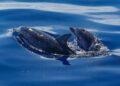 Stopping the Dolphin Slaughter in the Faroe Islands: A Call for Change!