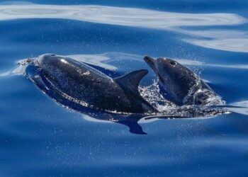 Stopping the Dolphin Slaughter in the Faroe Islands: A Call for Change!