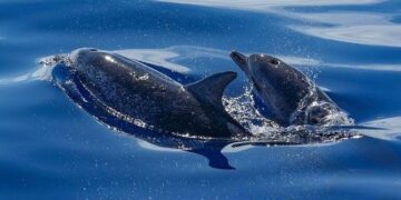 Stopping the Dolphin Slaughter in the Faroe Islands: A Call for Change!