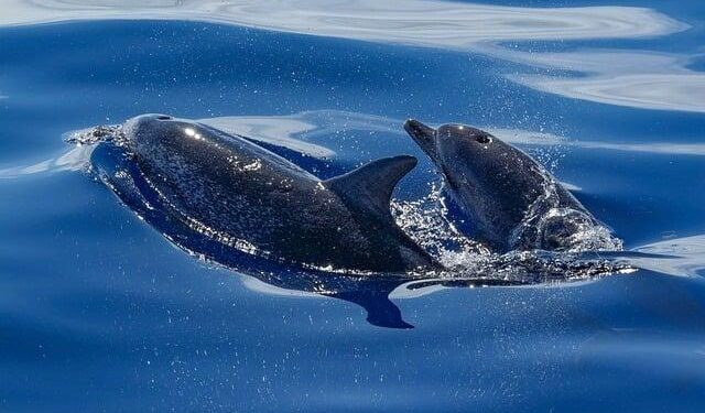 Stopping the Dolphin Slaughter in the Faroe Islands: A Call for Change!