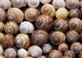 Shell Seals the Deal: Exciting Sale of BG Cyprus Limited!