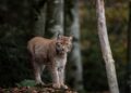 Experience the Thrill: Your Ultimate Guide to Arizona Wildcats Men’s Basketball in Lithuania!