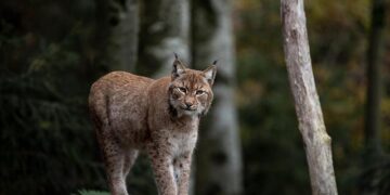 Experience the Thrill: Your Ultimate Guide to Arizona Wildcats Men’s Basketball in Lithuania!