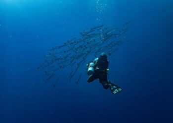 Ukrainian Diver Detained in Croatia: A Major Player in the Nord Stream Mystery