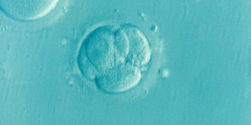 IVF Controversy: Parents Accuse Clinics of Misleading Information on Sperm and Egg Donors in Northern Cyprus