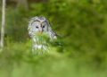 Ural Owls Soar: A Heartwarming Nest Box Journey with Three Adorable Chicks!