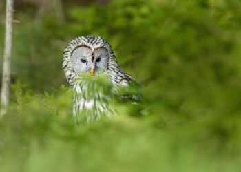 Ural Owls Soar: A Heartwarming Nest Box Journey with Three Adorable Chicks!