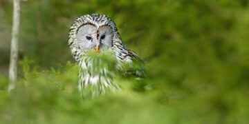 Ural Owls Soar: A Heartwarming Nest Box Journey with Three Adorable Chicks!