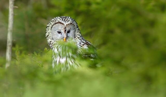 Ural Owls Soar: A Heartwarming Nest Box Journey with Three Adorable Chicks!