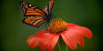 Majestic Monarchs and Grand Motorcades: Navigating the Rising Tides of Oceania