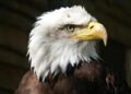 Atomic Eagle Takes Flight: Revitalizing Niger’s Madaouela Uranium Project!