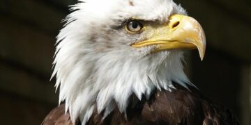 Atomic Eagle Takes Flight: Revitalizing Niger’s Madaouela Uranium Project!