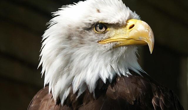 Atomic Eagle Takes Flight: Revitalizing Niger’s Madaouela Uranium Project!
