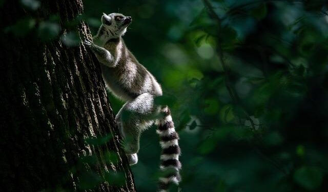 Discover New Horizons: Madagascar and the U.S. Forge Trade and Investment Opportunities in Antananarivo!