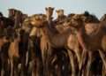 Iran Conflict Sparks New Interest in Tanzania’s Multibillion-Dollar LNG Project
