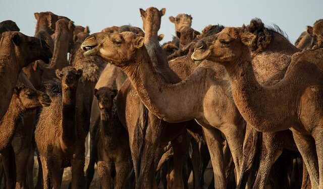 Iran Conflict Sparks New Interest in Tanzania’s Multibillion-Dollar LNG Project