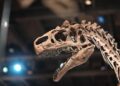 Unearthing History: The Power of Indigenous Wisdom in Revealing Lesotho’s Fossil Treasures