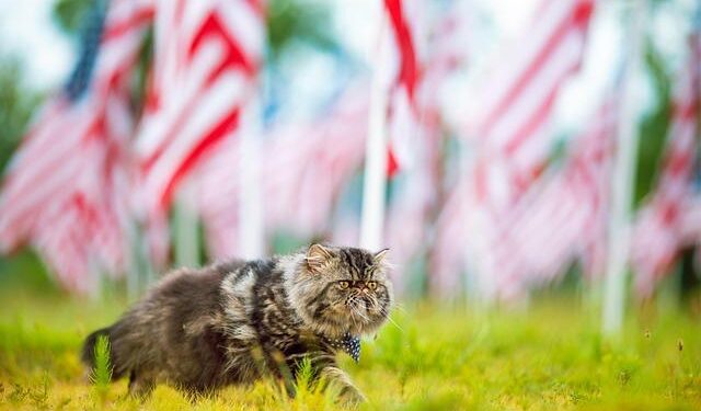 United in Celebration: USA and Algeria Join Forces for Independence Day Festivities!