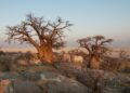 Botswana Raises Concerns as Citizens Are Lured into Russia’s Conflict