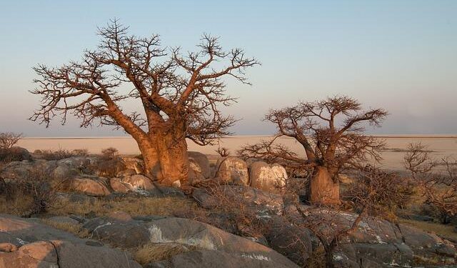 Botswana Raises Concerns as Citizens Are Lured into Russia’s Conflict