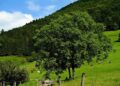 Achieve Your Dream Home: Master the Art of Saving for a Deposit in Luxembourg in Just 27 Months!