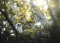 Barn Owl Chicks Thrive in Northern Ireland: A Remarkable Conservation Success!