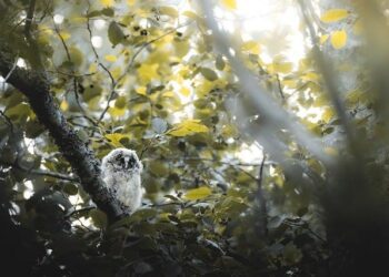 Barn Owl Chicks Thrive in Northern Ireland: A Remarkable Conservation Success!