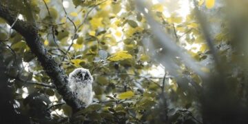 Barn Owl Chicks Thrive in Northern Ireland: A Remarkable Conservation Success!