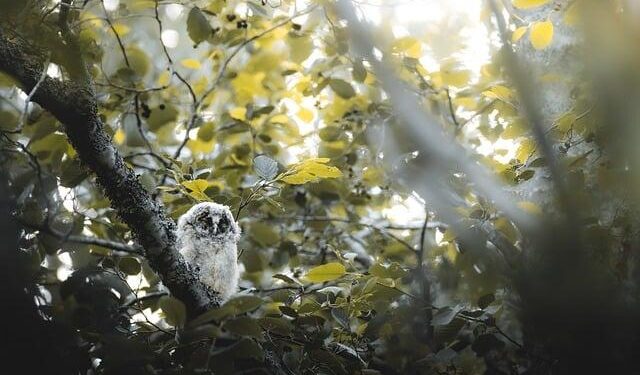Barn Owl Chicks Thrive in Northern Ireland: A Remarkable Conservation Success!