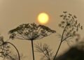 Urgent Evacuations as Devastating Wildfire Engulfs Serbian Village