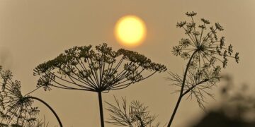 Urgent Evacuations as Devastating Wildfire Engulfs Serbian Village