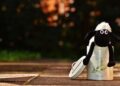 Egypt Stuns Spain to Secure Quarter-Final Spot as Italy and France Prepare for Thrilling Padel Clash!