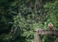 Romania Unveils Revolutionary Urban Planning Code: Embracing Green Roofs and Eco-Friendly Parking for a Sustainable Future!