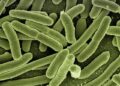 Confronting the Crisis: The Growing Threat of Drug-Resistant Infections in Asian Hospitals