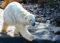 Denmark and Faroe Islands Gear Up to Tackle Arctic Challenges in Upcoming Summit