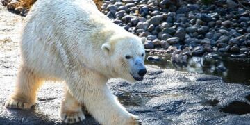 Denmark and Faroe Islands Gear Up to Tackle Arctic Challenges in Upcoming Summit