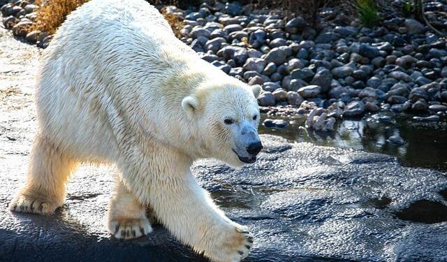 Denmark and Faroe Islands Gear Up to Tackle Arctic Challenges in Upcoming Summit