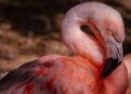 Flamingo Revolution: Exploring Albania’s Bold Transformation