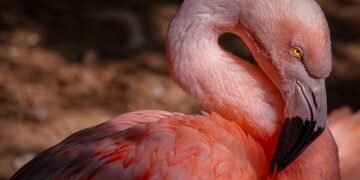 Flamingo Revolution: Exploring Albania’s Bold Transformation