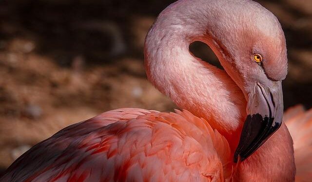 Flamingo Revolution: Exploring Albania’s Bold Transformation