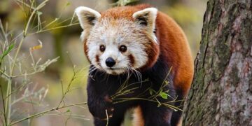 China’s Bold Methanol Investment: Paving the Way for a Sustainable Future