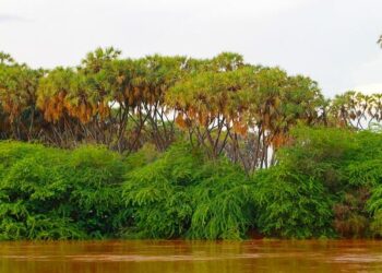 Somalia and Somaliland: Unraveling the Complexities of Independence and Global Law