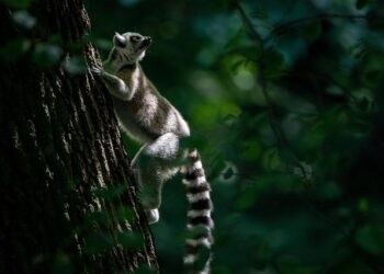 Madagascar’s Fight Against the Fury of Climate Change